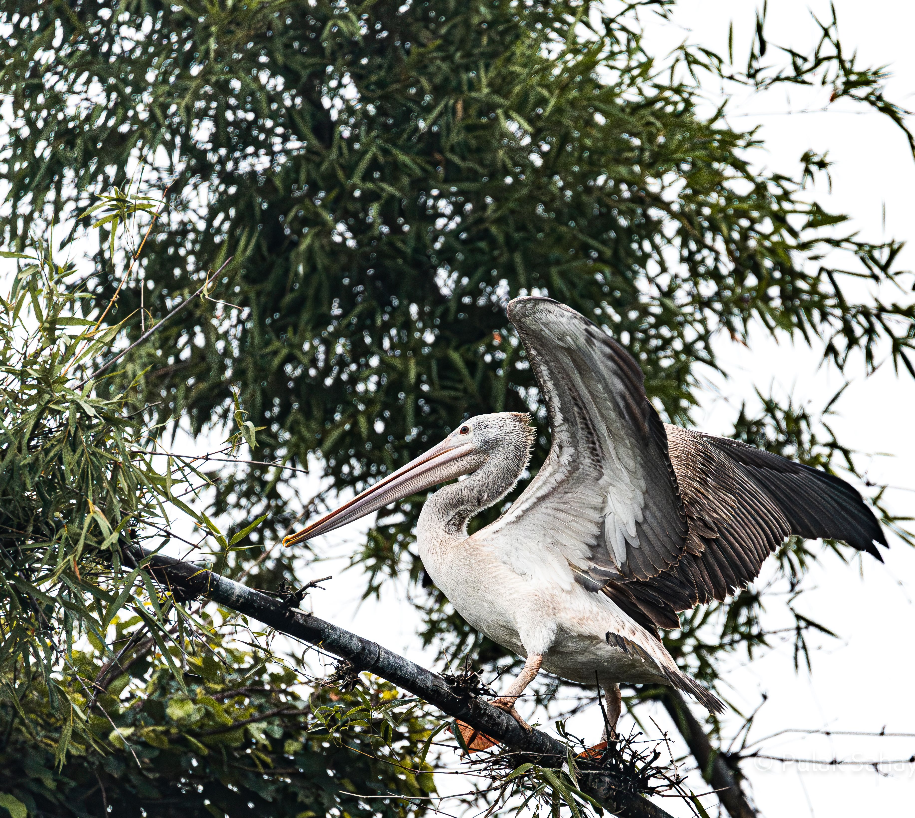 Pelican ready to fly